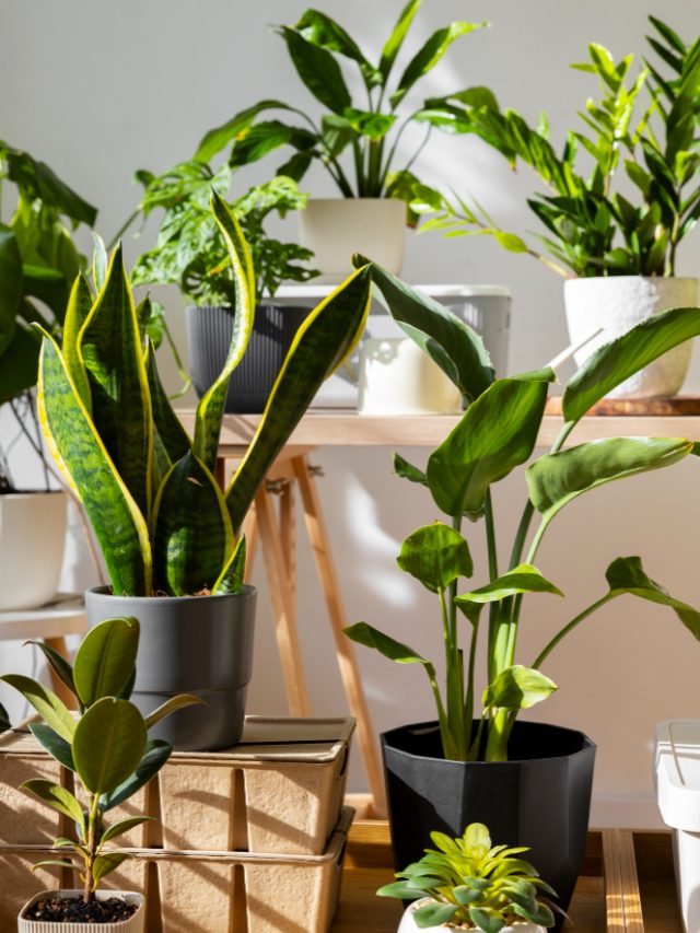 7 Small Indoor Plants for Your Living Room
