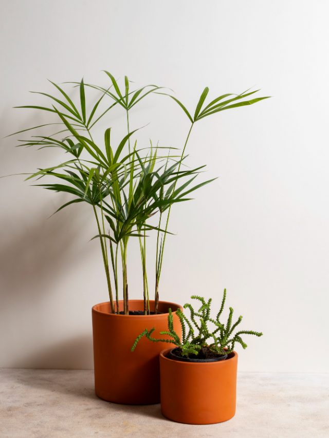 10 Indoor Plants That Will Be in Trend in 2025